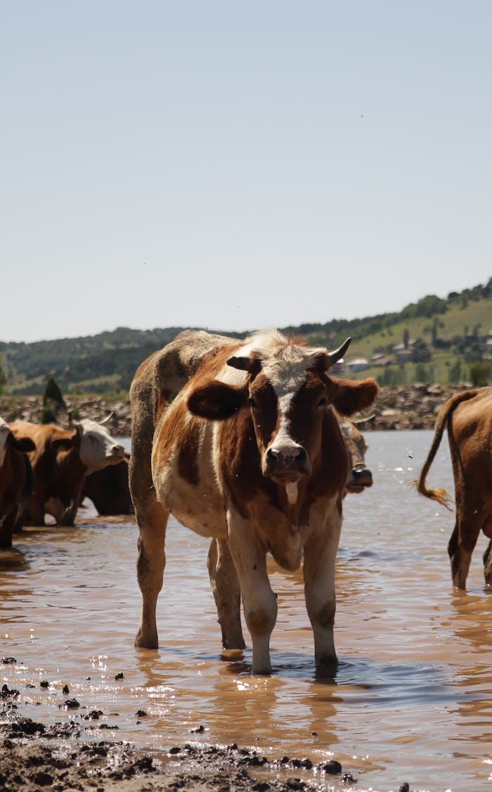 service-03 Captivating photo of brown and white cows standing by a pond in Alucra, Giresun, Türkiye.