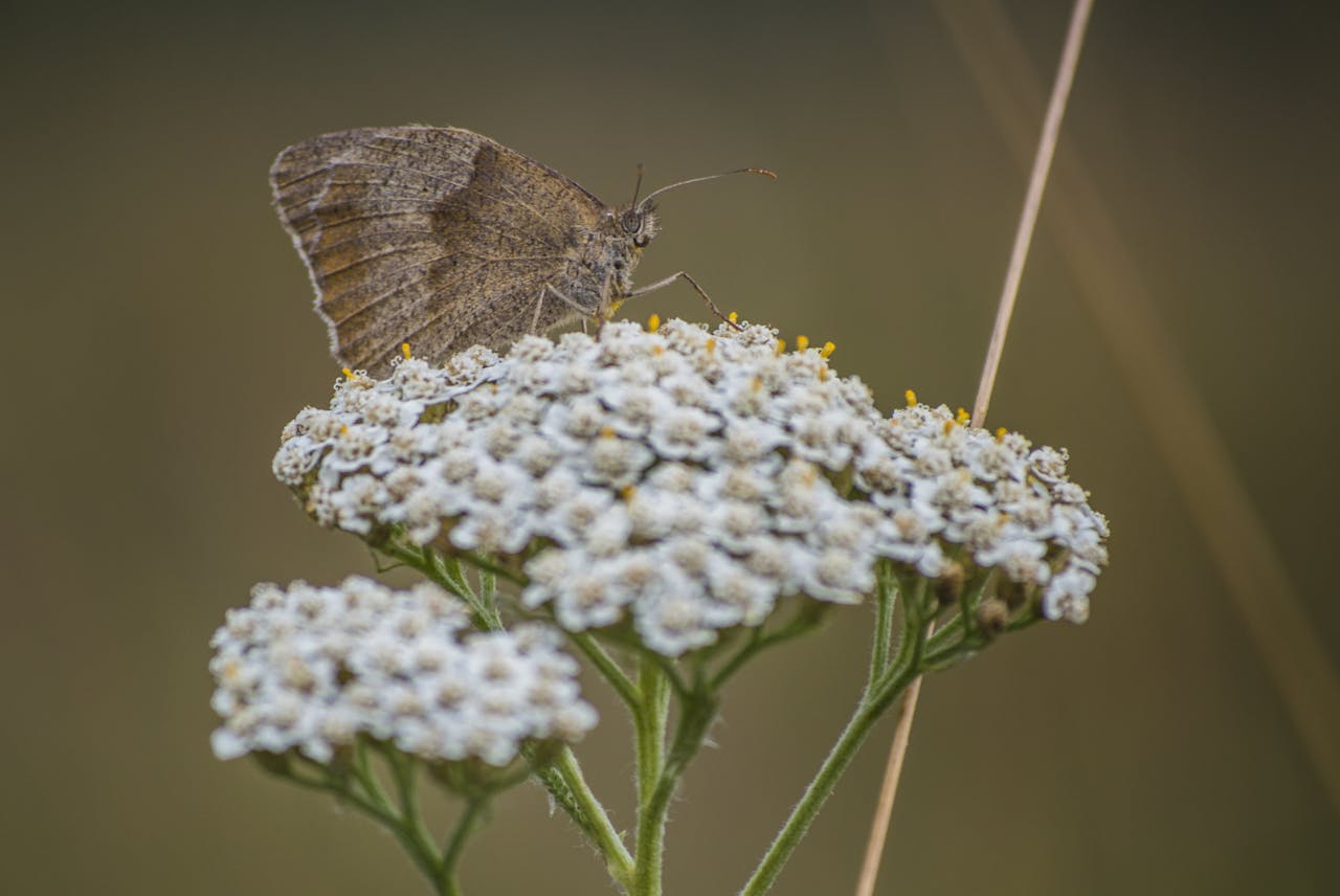 why-choose-me Close-up of a butterfly perched on white yarrow flowers in the wild.